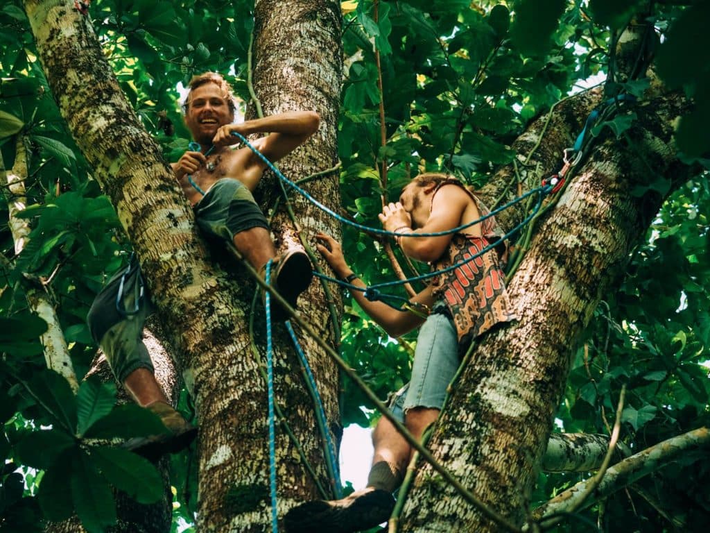 Two people climbing a tall tree with ropes in dense tropical forest